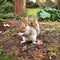 Grey squirrel, Hyde park, London