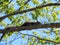 Grey squirrel lays on branch in tree.