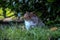 Grey Squirrel Living in an Urban Woodland