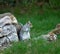 Grey Squirrel on logs