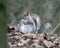 Grey squirrel looking cold on winter`s day