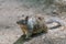 Grey squirrel looking at something