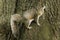 Grey squirrel making eye contact from a tree