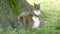 Grey squirrel in New York City, USA