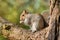 Grey squirrel nibbling