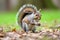 a grey squirrel nibbling a nut in a park