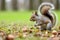 a grey squirrel nibbling a nut in a park