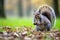 a grey squirrel nibbling a nut in a park