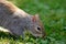 Grey squirrel in the park