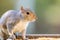 Grey squirrel perched atop a bird feeder in front of a residential house