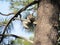 Grey squirrel on pine branch