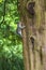 Grey Squirrel - Plague in Pittencrieff Park in Scotland