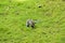 Grey Squirrel - Plague in Pittencrieff Park in Scotland