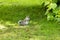 Grey Squirrel - Plague in Pittencrieff Park in Scotland