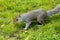 Grey Squirrel - Plague in Pittencrieff Park in Scotland
