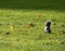 Grey squirrel playing in a grassy area