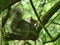 Grey Squirrel Relaxing on a Tree