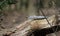 Grey squirrel relaxing in the woods