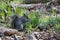 Grey squirrel relaxing in the woods