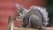 Grey squirrel resting on roof of garden furniture.