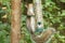 Grey Squirrel Robbing Bird Feeder