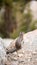 Grey squirrel on a rock in the cliff