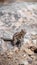 Grey squirrel on a rock in the cliff