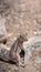 Grey squirrel on a rock in the cliff