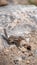 Grey squirrel on a rock in the cliff