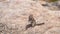 Grey squirrel on a rock in the cliff