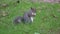 Grey squirrel scavenging for food in a wood.