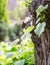 Grey squirrel, Sciuridae, on tree trunk poses to portrait photography