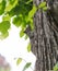 Grey squirrel, Sciuridae, on tree trunk poses to portrait photography