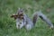 Grey squirrel, Sciurus carolinensis