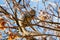 A grey squirrel / Sciurus carolinensis in autumn eating winged sycamore seeds, surrounded by brown leaves.