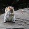 Grey Squirrel Sciurus carolinensis clutching a peanut shell