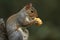 Grey Squirrel (Sciurus carolinensis) eating a corn on the cob.