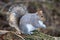 Grey Squirrel Sciurus carolinensis eating seed off a dead tree