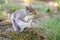 Grey squirrel (Sciurus carolinensis) sitting up