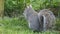 Grey squirrel searching for food