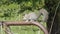 Grey squirrel searching for food on a gate