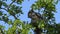 Grey squirrel searching for food in tree