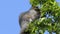 Grey squirrel searching for food in tree