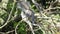 Grey squirrel searching for food in tree