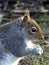 Grey Squirrel side portrait feeding