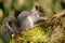 Grey squirrel sitting on a branch