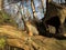 Grey squirrel sitting on a tree in front of wooden house starring at camera front view