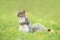 Grey squirrel sitting upright in a grass field