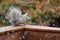 Grey squirrel in snowstorm on deck rail