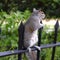 Grey squirrel standing on a railing in a park.